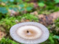Geriffelter Randbereich an Pilz mit flachem Hut